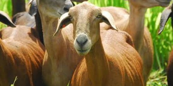 Imagem do grupo de WhatsApp Criadores de ovinos 🐑