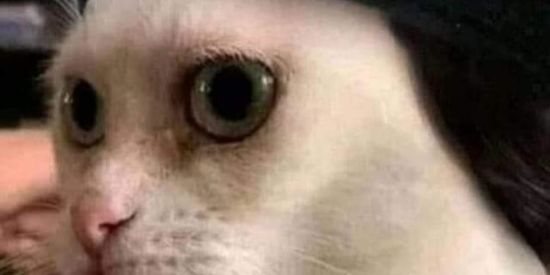 Imagem do grupo de WhatsApp figuras💥