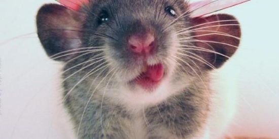 Imagem do grupo de WhatsApp Amigos