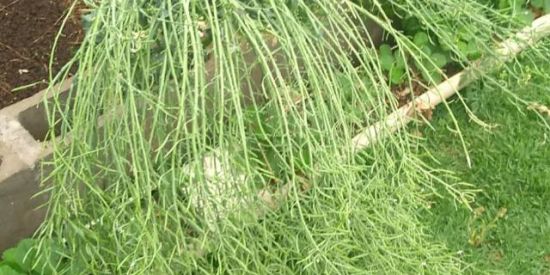 Imagem do grupo de WhatsApp Defesa da Nação🏹🏹🪓🗡️⚔️🛡️