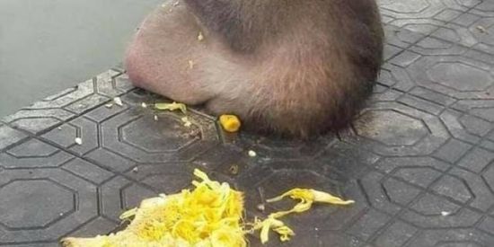 Imagem do grupo de WhatsApp _MEMES OFICIAL_