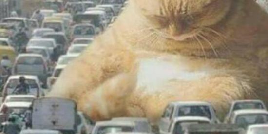 Imagem do grupo de WhatsApp MEMES E MEMES