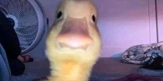 Imagem do grupo de WhatsApp Figurinhas +18 2