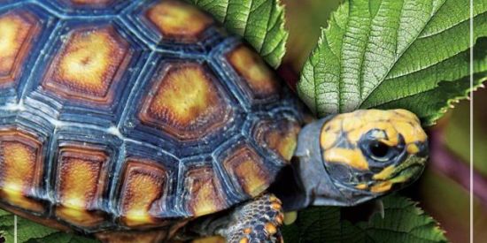 Imagem do grupo de WhatsApp Criadores de répteis