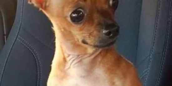 Imagem do grupo de WhatsApp Grupo de figurinhas 💯💥