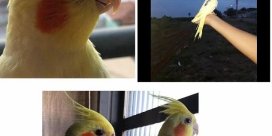 Imagem do grupo de WhatsApp 🐣{Clube_psitas_br}🐥