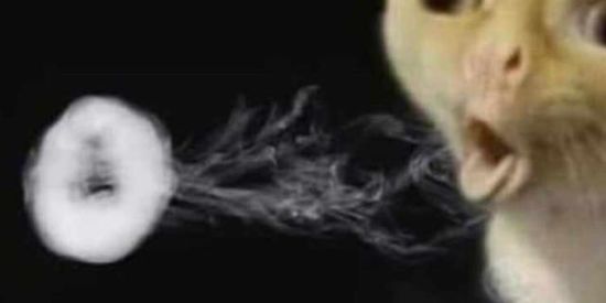 Imagem do grupo de WhatsApp °-° ?sem nome?