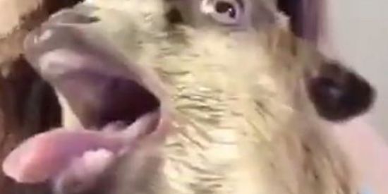 Imagem do grupo de WhatsApp ÏŁŰĐÏĎØ§ 😈