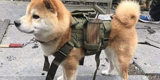 Imagem do grupo de WhatsApp LG TVs