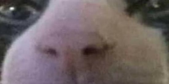 Imagem do grupo de WhatsApp Stickers🐥