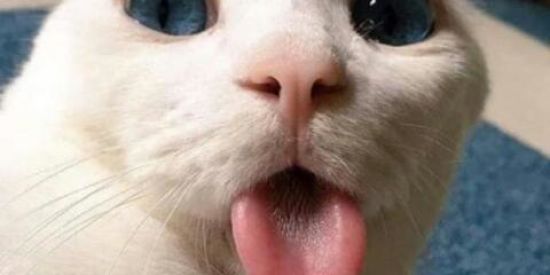 Imagem do grupo de WhatsApp Recepção cla Uzumaki