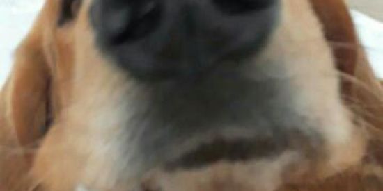 Imagem do grupo de WhatsApp 🔥EdUaRdOh está na área🔥