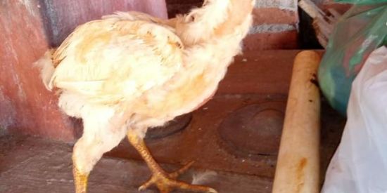 Imagem do grupo de WhatsApp Frango  de raça BK🐓