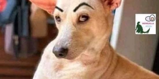 Imagem do grupo de WhatsApp Memes do dia