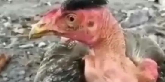 Imagem do grupo de WhatsApp suco de pedrolio👌✊