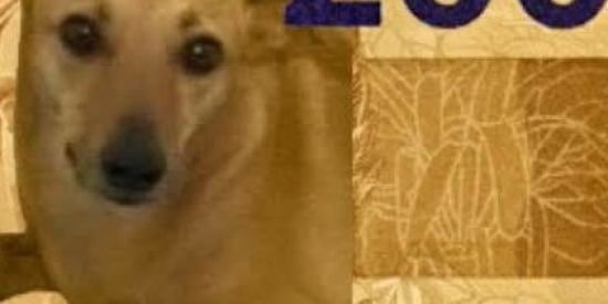 Imagem do grupo de WhatsApp 🤡©Shitpost®🤡