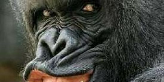 Imagem do grupo de WhatsApp 🐏🦍Mamacon🦧🐒 (Shit_Monkee🦍)