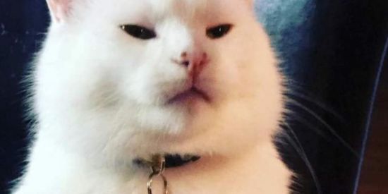 Imagem do grupo de WhatsApp Figu