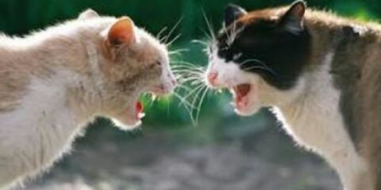 Imagem do grupo de WhatsApp Briga de Gato ON LINE🐱⚔️