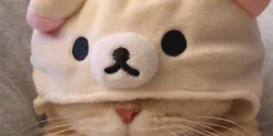 Imagem do grupo de WhatsApp Fofura total 😍 Figurinhas