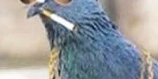 Imagem do grupo de WhatsApp gang dos pombos🐦