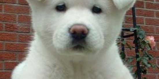 Imagem do grupo de WhatsApp Cachorro & companhia🐶💚