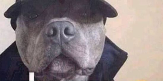 Imagem do grupo de WhatsApp Amigos na zueira🤡