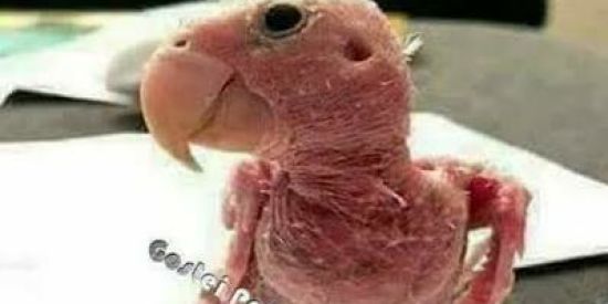 Imagem do grupo de WhatsApp Piriquitolino