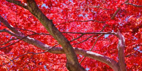 Imagem do grupo de WhatsApp No Good Reason