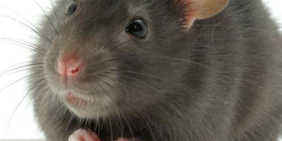 Imagem do grupo de WhatsApp Vulgo ratos✨🙌🏻🙂