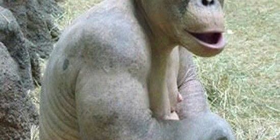 Imagem do grupo de WhatsApp MACACADA