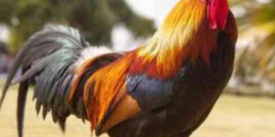 Imagem do grupo de WhatsApp Criadores de Aves _ Extremo Sul BAHIA