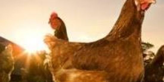 Imagem do grupo de WhatsApp AVES DE POSTURA E CORTE🐓