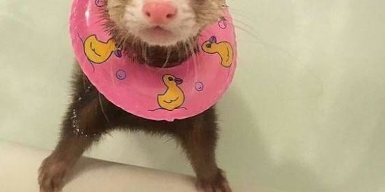 Imagem do grupo de WhatsApp Figurinhɑs 🎡🎉