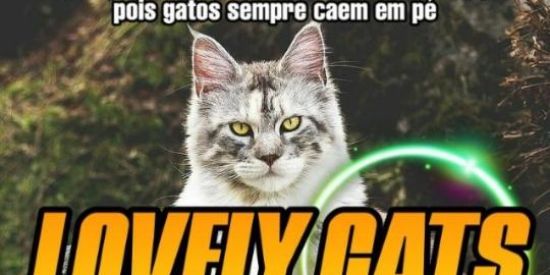 Imagem do grupo de WhatsApp Recrutamento 🐻ᴛᴇᴅᴅʏ ʙᴇᴀʀ🐻