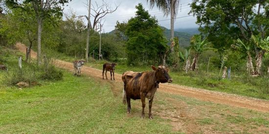 Imagem do grupo de WhatsApp Brutus e Ignorantes