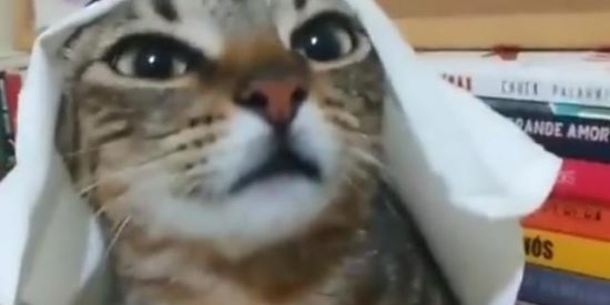 Imagem do grupo de WhatsApp Figurinha_shit⚖️💊