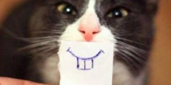 Imagem do grupo de WhatsApp 🤡 ⱫɄ₳₦ĐØ ₲ɆⱤ₳Ⱡ 🤡