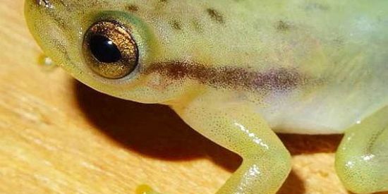 Imagem do grupo de WhatsApp 🖤Recrutamento rangers 🤍