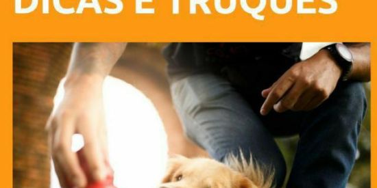 Imagem do grupo de WhatsApp DICAS VIP DE ADESTRAMENTO