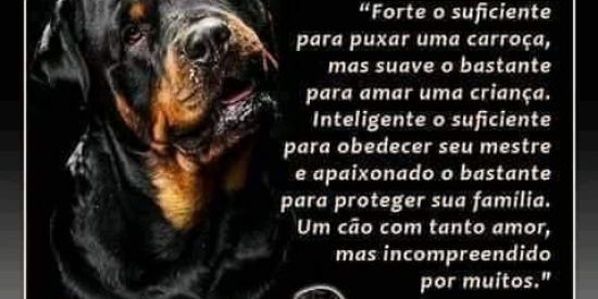 Imagem do grupo de WhatsApp Criadores de rottweiler 🐕
