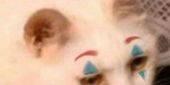 Imagem do grupo de WhatsApp Figurinhas. 🤪