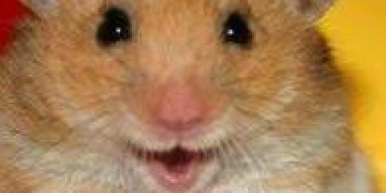 Imagem do grupo de WhatsApp Memes tops😏