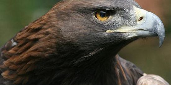 Imagem do grupo de WhatsApp Recrutamento ♜AR'ร♜