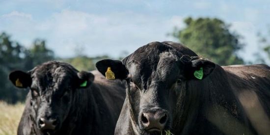 Imagem do grupo de WhatsApp CABARÉ DOS CORNO🐃