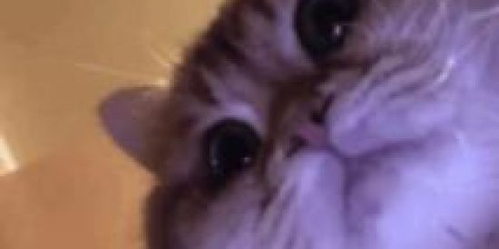 Imagem do grupo de WhatsApp Melhores Figurinhas!!