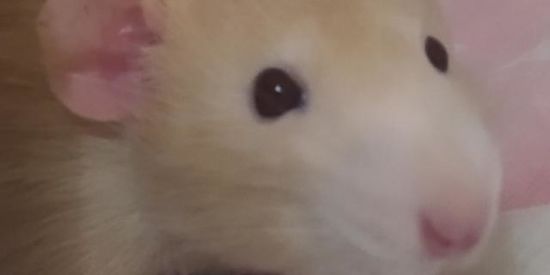 Imagem do grupo de WhatsApp Twisters🐭🐀✨