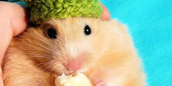 Imagem do grupo de WhatsApp ⚖️Figurinha_shit🦆⚖️