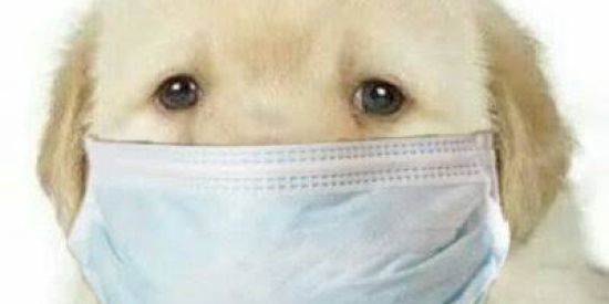 Imagem do grupo de WhatsApp Figurinhas V2