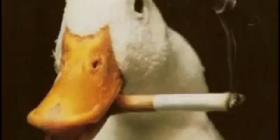 Imagem do grupo de WhatsApp Shitpost Cavalo🐴